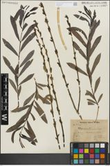 Foto von Salix purpurea L.